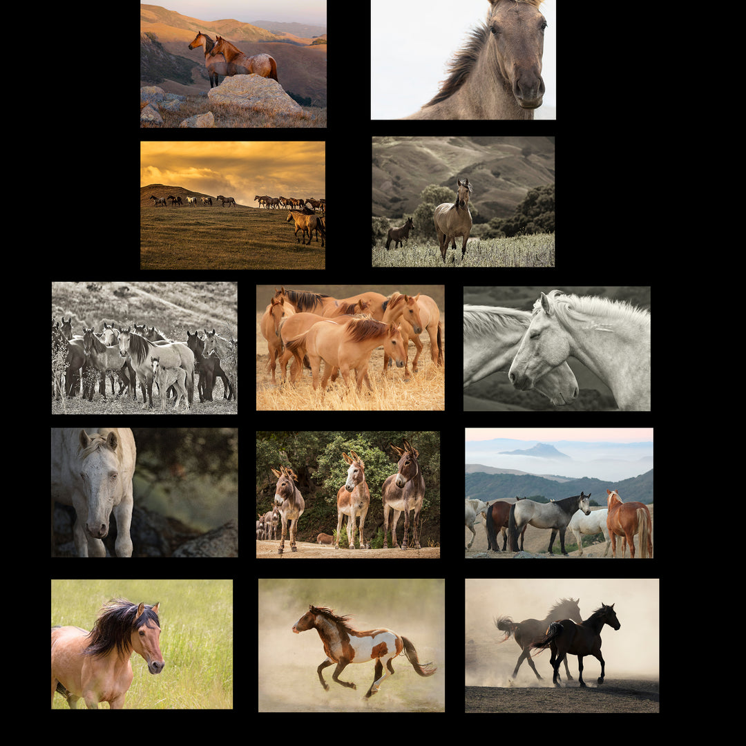 Art, Greeting Cards and Posters – Return to Freedom Wild Horse Conservation